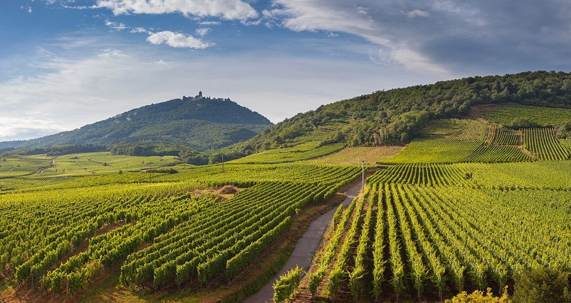 Vignobles de Bourgogne, terroir de récits et d’inspiration