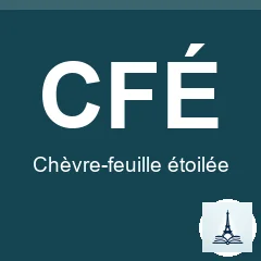Chèvre-feuille étoilée
