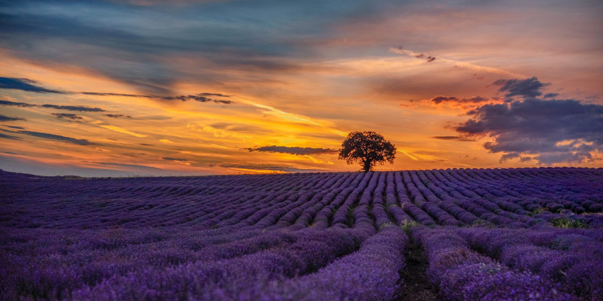 Champs de lavande en Provence, ode à la création littéraire